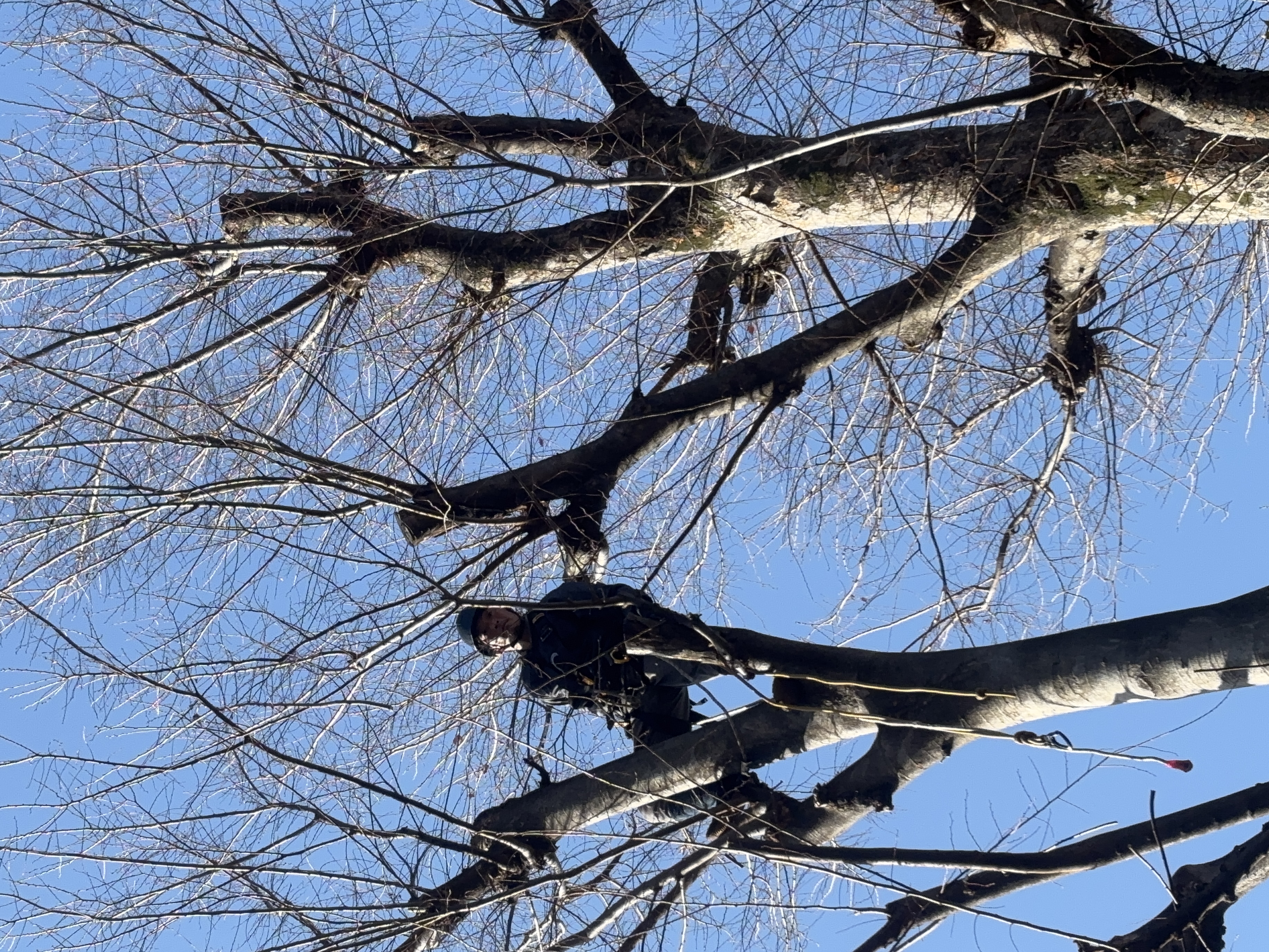 《狭いエリアでの高木剪定もお任せください！》の写真