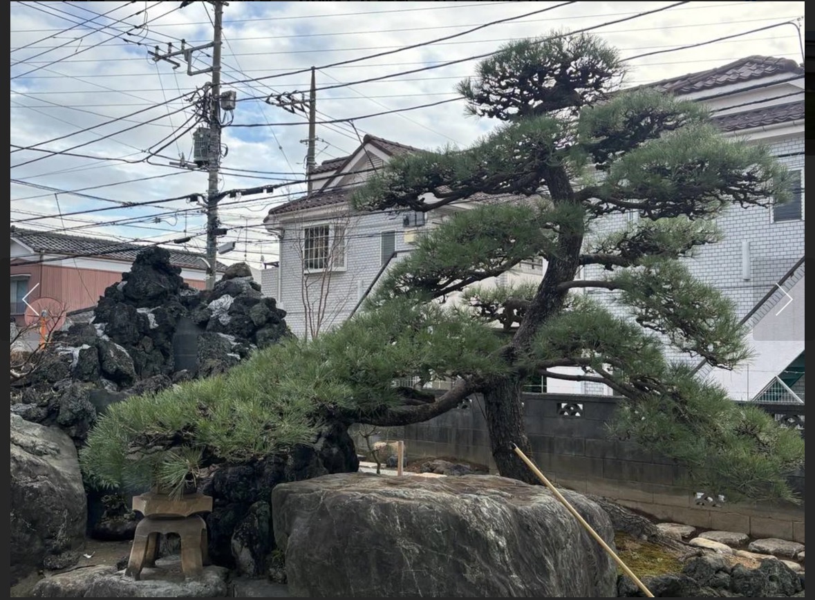剪定　松剪定　　庭のお手入れ　の画像