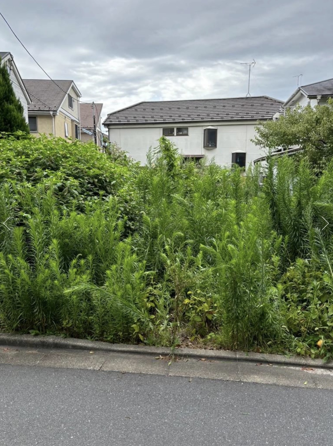 草刈り前の画像