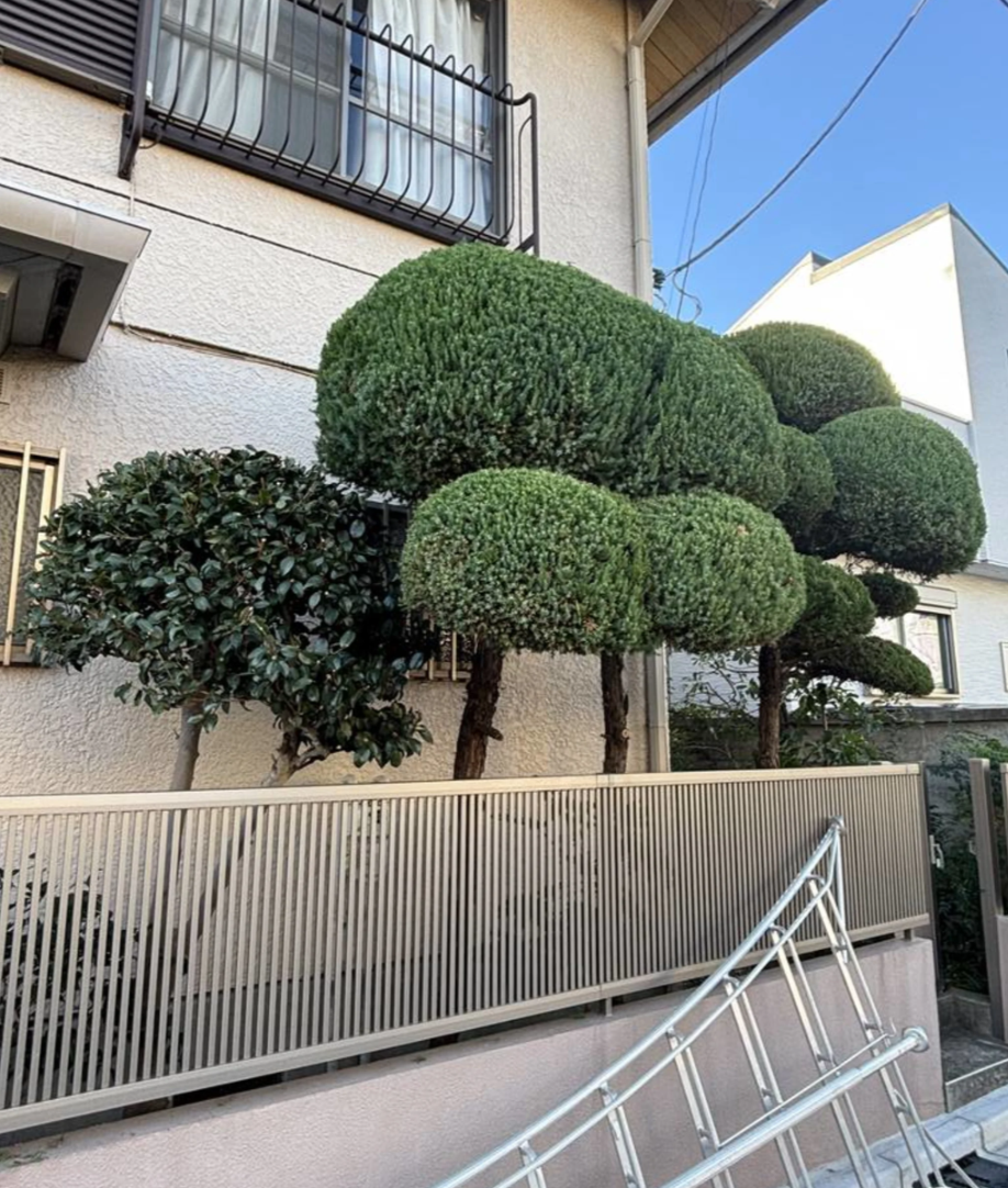 カイヅカイブキ　玉もの刈込みの画像